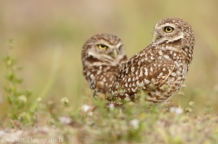 76 Kaninchenkauz - Athene cunicularia