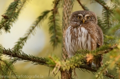 3 Sperlingskauz - Glaucidium passerinum