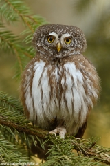 4 Sperlingskauz - Glaucidium passerinum