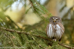 6 Sperlingskauz - Glaucidium passerinum