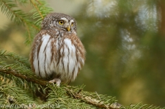 7 Sperlingskauz - Glaucidium passerinum