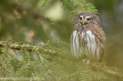 8 Sperlingskauz - Glaucidium passerinum