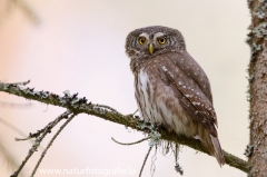 9 Sperlingskauz - Glaucidium passerinum