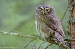 10 Sperlingskauz - Glaucidium passerinum