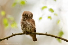 155 Sperlingskauz - Glaucidium passerinum