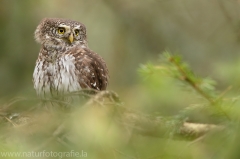 11 Sperlingskauz - Glaucidium passerinum