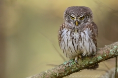 25 Sperlingskauz - Glaucidium passerinum