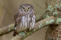 26 Sperlingskauz - Glaucidium passerinum