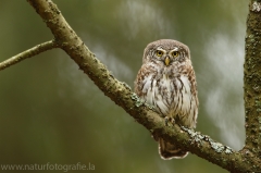 13 Sperlingskauz - Glaucidium passerinum