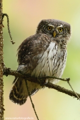 15 Sperlingskauz - Glaucidium passerinum