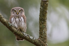 17 Sperlingskauz - Glaucidium passerinum