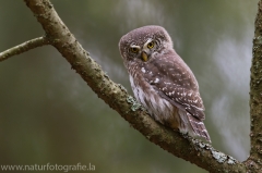 19 Sperlingskauz - Glaucidium passerinum