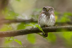 21 Sperlingskauz - Glaucidium passerinum