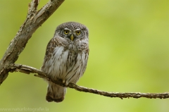 22 Sperlingskauz - Glaucidium passerinum