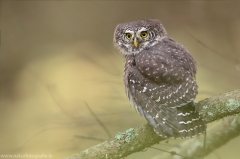 23 Sperlingskauz - Glaucidium passerinum