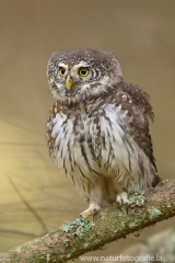 24 Sperlingskauz - Glaucidium passerinum