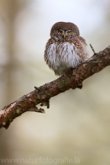 28 Sperlingskauz - Glaucidium passerinum