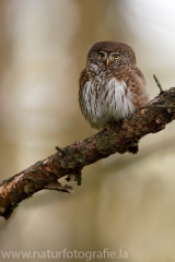 29 Sperlingskauz - Glaucidium passerinum