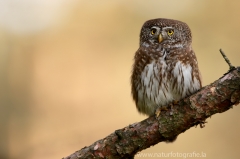 30 Sperlingskauz - Glaucidium passerinum