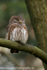 31 Sperlingskauz - Glaucidium passerinum