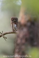 32 Sperlingskauz - Glaucidium passerinum