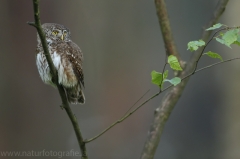 33 Sperlingskauz - Glaucidium passerinum