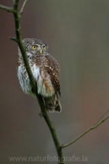 34 Sperlingskauz - Glaucidium passerinum