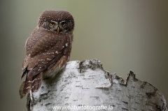 35 Sperlingskauz - Glaucidium passerinum