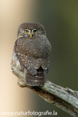 36 Sperlingskauz - Glaucidium passerinum