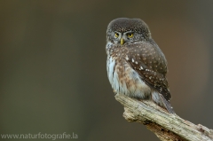 37 Sperlingskauz - Glaucidium passerinum