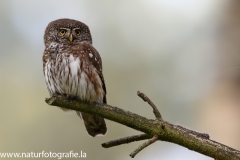 38 Sperlingskauz - Glaucidium passerinum