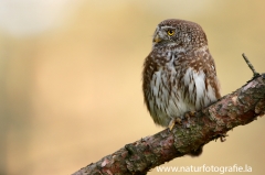 40 Sperlingskauz - Glaucidium passerinum