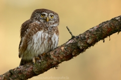 42 Sperlingskauz - Glaucidium passerinum