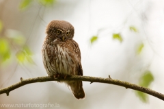 141 Sperlingskauz - Glaucidium passerinum