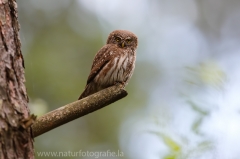 150 Sperlingskauz - Glaucidium passerinum