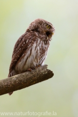 154 Sperlingskauz - Glaucidium passerinum