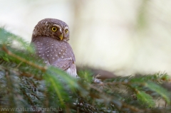 143 Sperlingskauz - Glaucidium passerinum