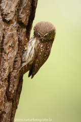 144 Sperlingskauz - Glaucidium passerinum