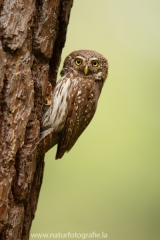 145 Sperlingskauz - Glaucidium passerinum