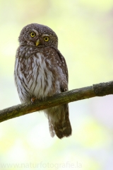 146 Sperlingskauz - Glaucidium passerinum