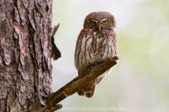 147 Sperlingskauz - Glaucidium passerinum