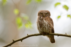 149 Sperlingskauz - Glaucidium passerinum