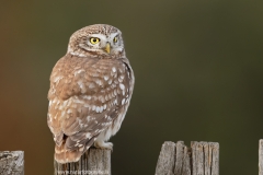 161 Steinkauz - Athene noctua