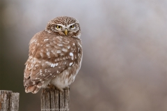 162 Steinkauz - Athene noctua