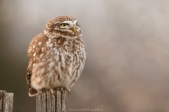 163 Steinkauz - Athene noctua