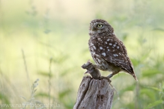 182 Steinkauz - Athene noctua