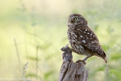 183 Steinkauz - Athene noctua