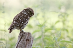 188 Steinkauz - Athene noctua