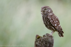 189 Steinkauz - Athene noctua