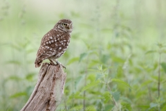 190 Steinkauz - Athene noctua